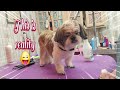 15 y.o. Shihtzu pet grooming,  haircut