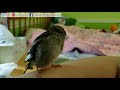 How To Take Care of A Sick Bird