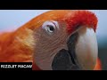 Rizz Parrot | Rizzlet Macaw