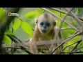 The Golden Monkeys of China | China's Hidden Kingdoms | Full Episode S01-E05 | हिन्दी | #NatGeoIndia