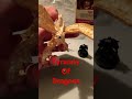 Tyranny of Dragons #dnd #gaming #minis #shorts