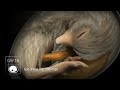 Chicken Embryo Development