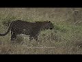 Car Passing On The Road | Compilation of Animals, Pets, and Wildlife