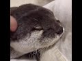 Otters Making Strange Noises For Food Compilation