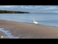 🦢 Relaxing Scenery | Swimming Swan Video with Relaxing Music | Beautiful Swans in the World |  🦢🦢🦢🦢🦢