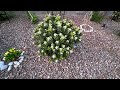 Las Vegas Backyard, Desert Landscaping and Beautiful Sky after the Rain