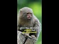 Pygmy Marmoset | The Finger Monkey