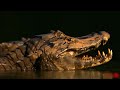 OMG!! Swimming Lions Family Was Suddenly Attack By Group Of Crocodile Too Brutally - Harsh Wild Life