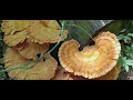 Happy Discovery Foraging- Chicken of The Woods #fungi #homesteading #wildedibles