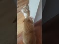 Crackhead Kitties fight over Cat Crack