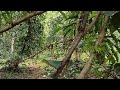 Moments In Nature | The Home Jungle | Wild Jungle Relax | Nature Forest Travel