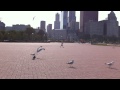 Stupid Bird Fight - Seagulls vs. Pigeon