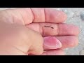 A Winter Storm Exposed MASSIVE Piles of Shells on this Florida Beach!