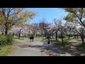 5 Minute Relaxing Walk Through a Sakura Cherry Blossom Park in Osaka, Japan 大阪の樱花 @Sakuranomiya 桜ノ宮