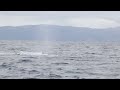 Sperm whales off Orange County (June 2023)