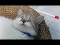 Hilarious Cats and Dogs 😹🐶 Funniest Animals 2024 🤣s