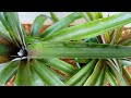 The BEST WAY to grow pineapple from the top | 0-8 Months growth