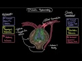 Diabetic nephropathy - Clinical presentation & treatment | NCLEX-RN | Khan Academy