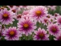 ALONE WITH HOLY SPIRIT 🙇🏽‍♂️ Gentle Instrumental Church Hymns to Calm the Soul | Christian Music