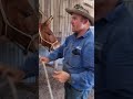 Single Diamond packing hitch.                 Pack Saddling A