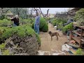 Roy Nagatoshi trimming a Wisteria tree at Fuji Bonsai Nursery 6.1.24