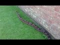 Massive Boa constrictor in HD