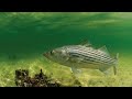 PART 1 The History of Striped Bass Bullhead City AZ Laughlin NV in The Colorado River.