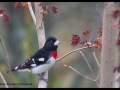 Woodland Birds of PEI