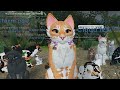 The one where everyone wants to unalive Icelight || Warrior Cats: Ultimate Edition