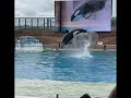 Killer Whale Orca encounter at SeaWorld Orlando#ocra#animales