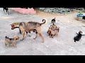 Funny Animals! 🐒 Cats Fighting 😾 Dogs Fighting 🐶