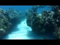 Puerto Morelos Reef - Fish Being Fish [ Canon SX230 Underwater HD 1080p ]