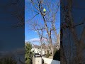 tree trimming