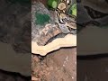 Enormous juvenile boa constrictor crawls home!