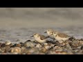 Rencontre avec les sanderlings au Hourdel  #baiedesomme