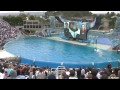 SeaWorld's Old Shamu 