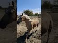 Beautiful Horse in Central Texas Country