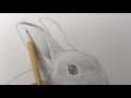 How to Draw a Rabbit: Narrated, Step-by-Step