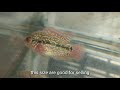 Life of a FLOWERHORN from eggs to 3 months