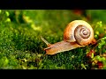 Exploring Majestic Forest 8K -Discovery Stunning Animals Planet Film with Soothing Relaxing Music #2