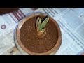 Transplanting Hawarthia To New Pot   (pt.2) *AND PUPS REVEAL!!*