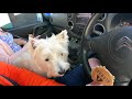 Our westie puppies first time swimming! A day at the beach! (Travel in Scotland)