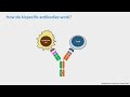 Treating Lymphoma with Bispecific Antibodies | LRF Webinars