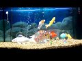My Fish Tank