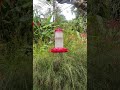 Hummingbirds In Slow Motion