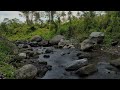 Mountain Stream Sounds Relaxing River Sounds for Deep Sleep, Stress Relief, Studying, and Meditation