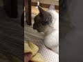 【咀嚼音】バナナをしゃむるシャム猫