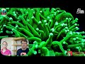 Episode 25 - Australian Corals! Daniel Kimberley & Juno Siu (Monsoon Aquatics)