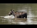 Backpacking Wyoming's Wind River Range : East Temple Lakes, Black Joe Lake & Clear Lake