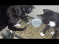 C5 Kitten Bros. Discover An Ice Cube